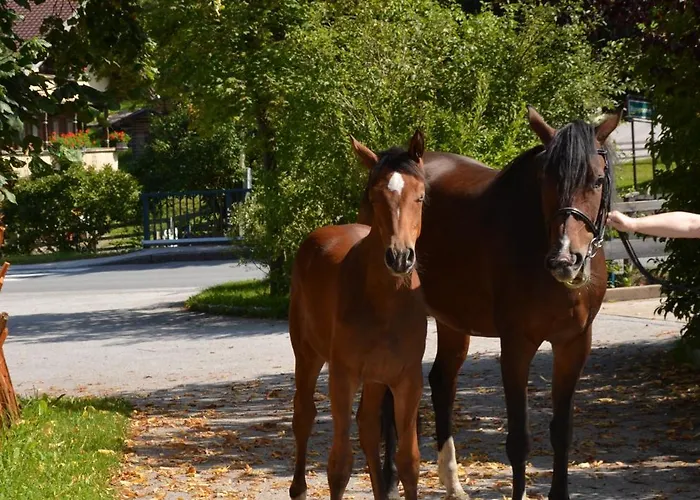 Steinerhof Ξενοδοχείο *